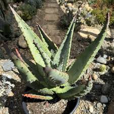 Image result for Aloe marlothii