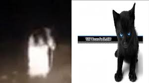 #azab #drama #sinetronjoin membership full drama indonesia sekarang juga! Mitos Mistis Ini Sebut Kucing Hitam Dapat Bebaskan Jiwa Yang Bereinkarnasi Tribun Bali