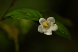 Image result for Mostuea batesii