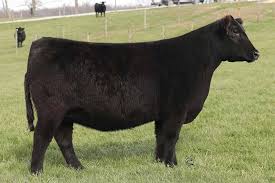 2022 Dieckmann Cattle Production Sale by SCI