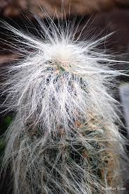 And see more photos on flickr by clicking here. Fuzzy Cactus Photograph By Heather Rose