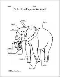 An enlarged diagram of the anatomy of a female elephant! Animal Diagram Elephant Labeled And Unlabeled Abcteach