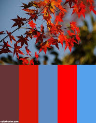 Kyoto Autumn Leaves Japan Color Palette Bold Color Schemes Autumn Leaves Japan Soothing Paint Colors