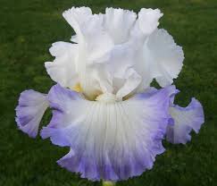 Pin On Flowers Irises