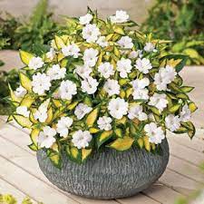 Impatiens Varigated Spreading White Sunpatiens Annual Plants Plants Perennial Plants