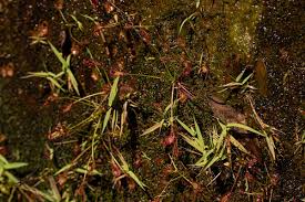 Image result for Drosera affinis