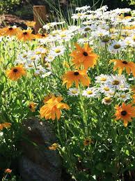 Yellow And White Beauties Black Eyed Susan Cottage Garden Flower Garden