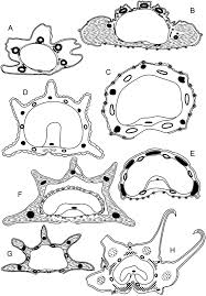 Image result for Afroligusticum runssoricum