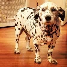 Randall The Rescue Corgi Dalmatian Mix From New York Dalmatian Mix Corgi Dalmatian Dalmatian