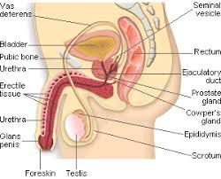 Man wearing sweater asleep with remote control on chest. Human Male Reproductive System Side View