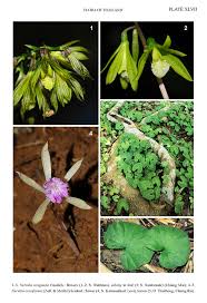 Image result for Nervilia crociformis