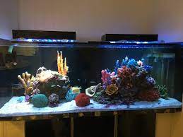Alibaba.com introduces attractive and realistic fake coral reef for revamping your interior decorations at enticing deals. Fake Coral Yep I Said It Reef2reef Saltwater And Reef Aquarium Forum