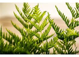 Image result for Pteris dentata