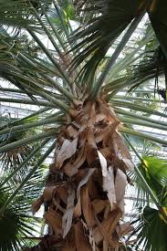 Image result for Sabal domingensis