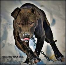 The american pit bull terrier is a companion and family dog breed. Pin Em Bulldog