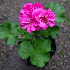 Image result for Pelargonium