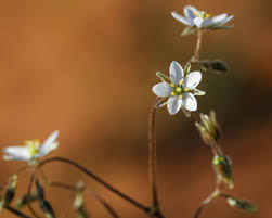 Image result for Spergula arvensis