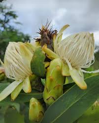 Image result for Protea welwitschii