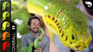 We did not find results for: Emerald Tree Boa The Best Pet Snake Youtube
