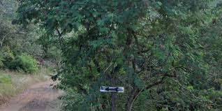 Image result for Acacia amythethophylla