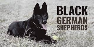 The cost to buy a german shepherd varies greatly and depends on many factors such as the breeders' location, reputation, litter size, lineage of the puppy, breed popularity (supply and demand), training, socialization efforts, breed lines and much. Black German Shepherds Genetics Prices Breeders Free Guide