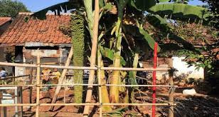 Gambar pahlawan nasional dan biografinya lengkap dalam artikel ini meliputi jendral ahmad yani, jendral soedirman, cut nyak dhien, idham chalid, mohammad hatta, dan masih banyak lagi. Heboh Pisang Berbuah Dengan Tangkai Nyaris Menyalib Tinggi Pohonnya Jpnn Com
