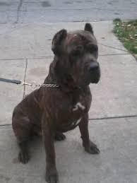 3,546 likes · 85 talking about this. Cane Corso Pets And Animals For Sale Akron Oh