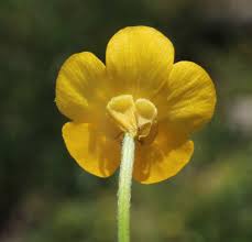 Image result for Ranunculus multifidus