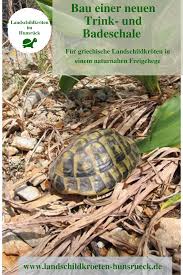Bau Einer Neuen Trink Und Badeschale Schildkrotengehege Landschildkroten Schildkrote Gehege