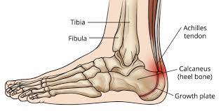 Anatomy  edit source the ankle is the part of the lower limb encompassing the distal portion of the leg and proximal portions of the foot. Topographical Anatomy Of The Foot And Ankle Lateral Aspect And Nerves
