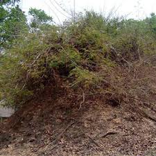Image result for Acacia schweinfurthii