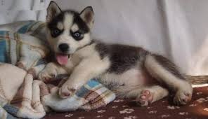 20 10 30 00341 d123 charlie m male plott mix. For Sale Puppies Are Pure Breed Siberian Husky For Sale In Groton Connecticut Classified Americanlisted Com