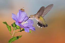 Enjoy watching the native bees, honeybees, bumblebees, hummingbirds, and butterflies feast on. Hd Wallpaper Bee Bird Flower Hummingbird Wallpaper Flare