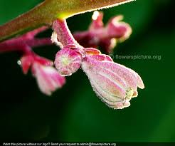 Image result for Buchnera speciosa