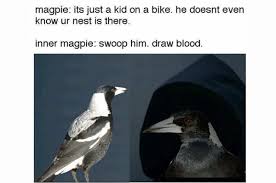 Magpie season is also prime gopro season, with footage serving as a reminder while we may be top of the food chain, our heads are soft and a magpie's beak is hard. 15 Times Australians Were Personally Victimised By Magpies