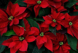 Unwrapping Christmas Christmas Flowers Beautiful Flowers Poinsettia Flower