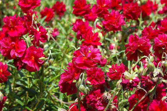 Rock Rose - Cerise Queen