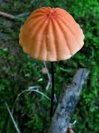 Image result for Marasmius siccus