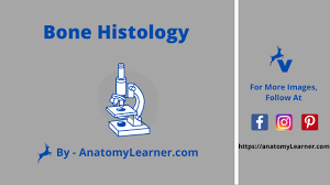 A diagram of the anatomy of a bone, showing the compact bone. Compact Bone Histology Circumferential Interstitial And Haversian System Anatomylearner The Place To Learn Veterinary Anatomy Online