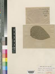 Image result for Mucuna poggei