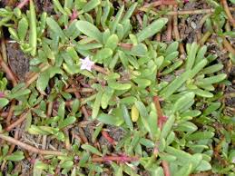 Image result for Sesuvium portulacastrum