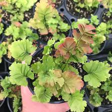 Image result for Adiantum