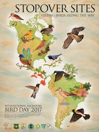 Efta Eng Bird Migration Poster 18x24 2017 R10 Poster The Last Of Us Bird Migration