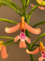 Image result for Cynorkis debilis