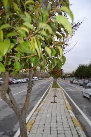 Çamgillerden dört mevsim yeşil kalabilen iğne yapraklı ağaçlardır. Akasya Yerine 4 Mevsim Ligustrum