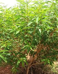 Image result for Breonadia