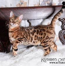 The bengal cat that most people know and love is far removed from it's original ancestor, but the as the bengal cat breed has grown in popularity, breeders have been careful to keep the wild look of. Iowa Bengal Kittens Australian Shepherds And Aussiedoodles Bengal Kitten Kittens And Puppies Kittens