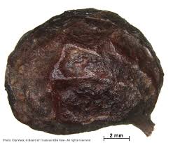 Image result for Keetia gueinzii