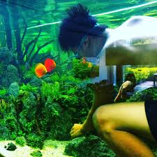 Discus Can Be Kept In Aquascape Make Sure The System Is Matured And Discus Is Quaranted For At Least One Week 0818106400 Discusaquascape Aquariumbogor Aqu