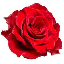 Bouquet rosa roses, rose in fiore rose floreale branco di arte, natura dono di vacanze, mazzo di fiori di rose. Il Significato Dei Colori Delle Rose La Guida Completa